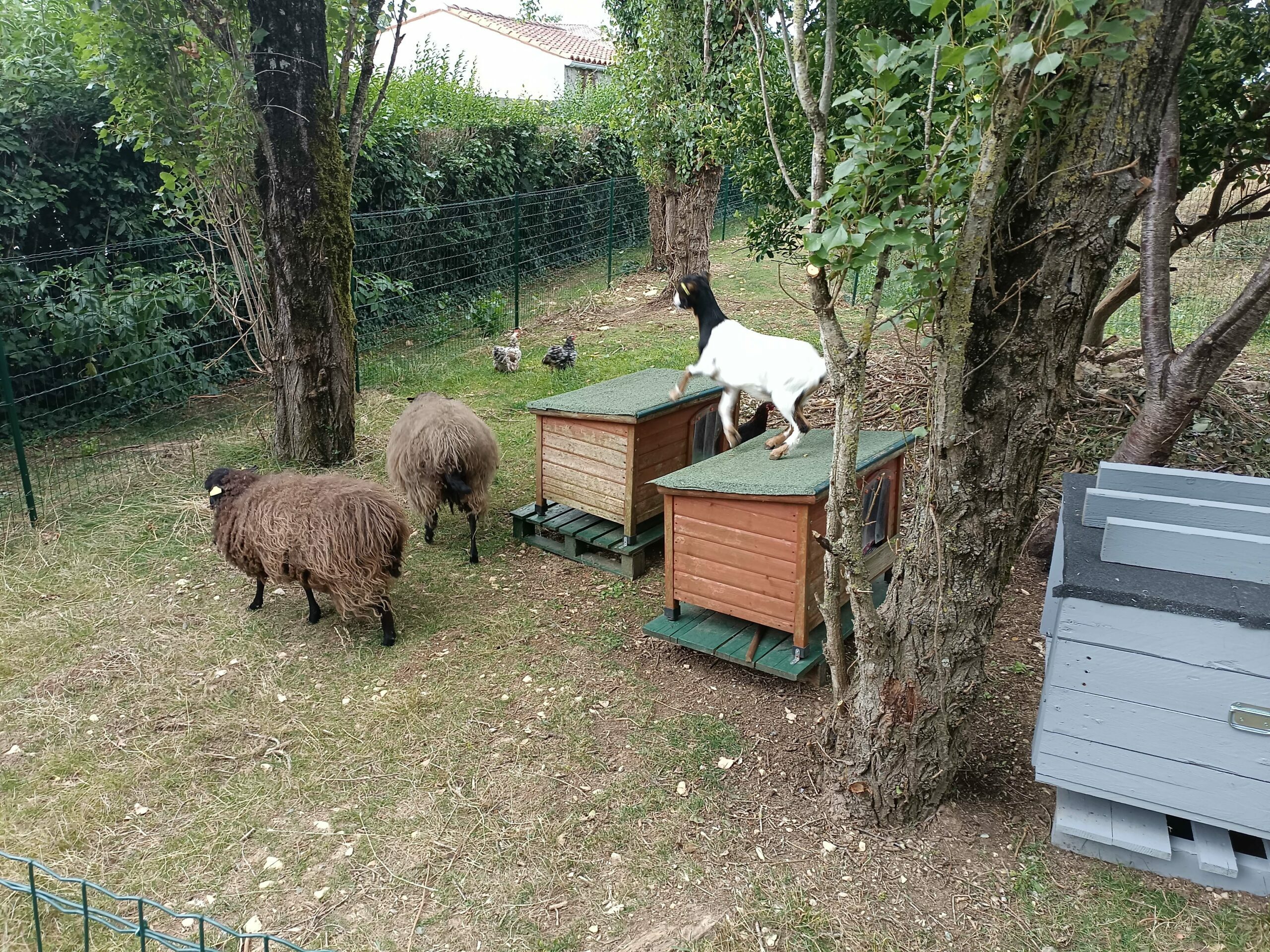 Moutons (3)